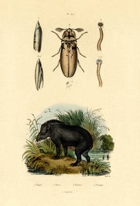 Lowland Tapir by French School